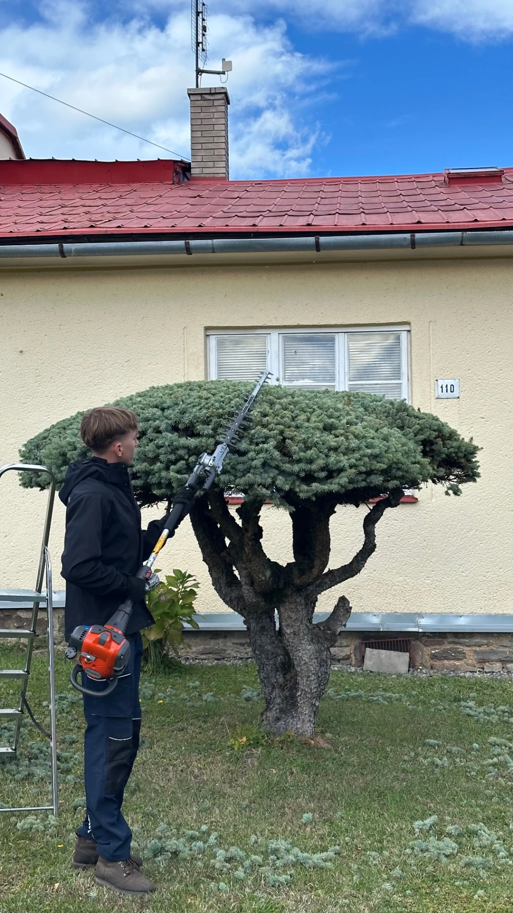 Pracovník tvaruje jehličnatý keř před domem