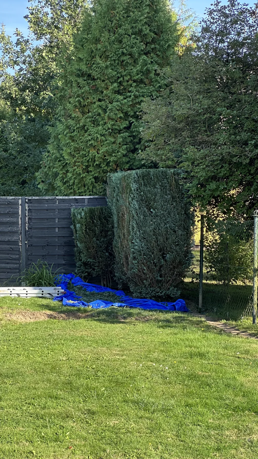 Upravené tvarované jehličnaté keře u zahradního plotu