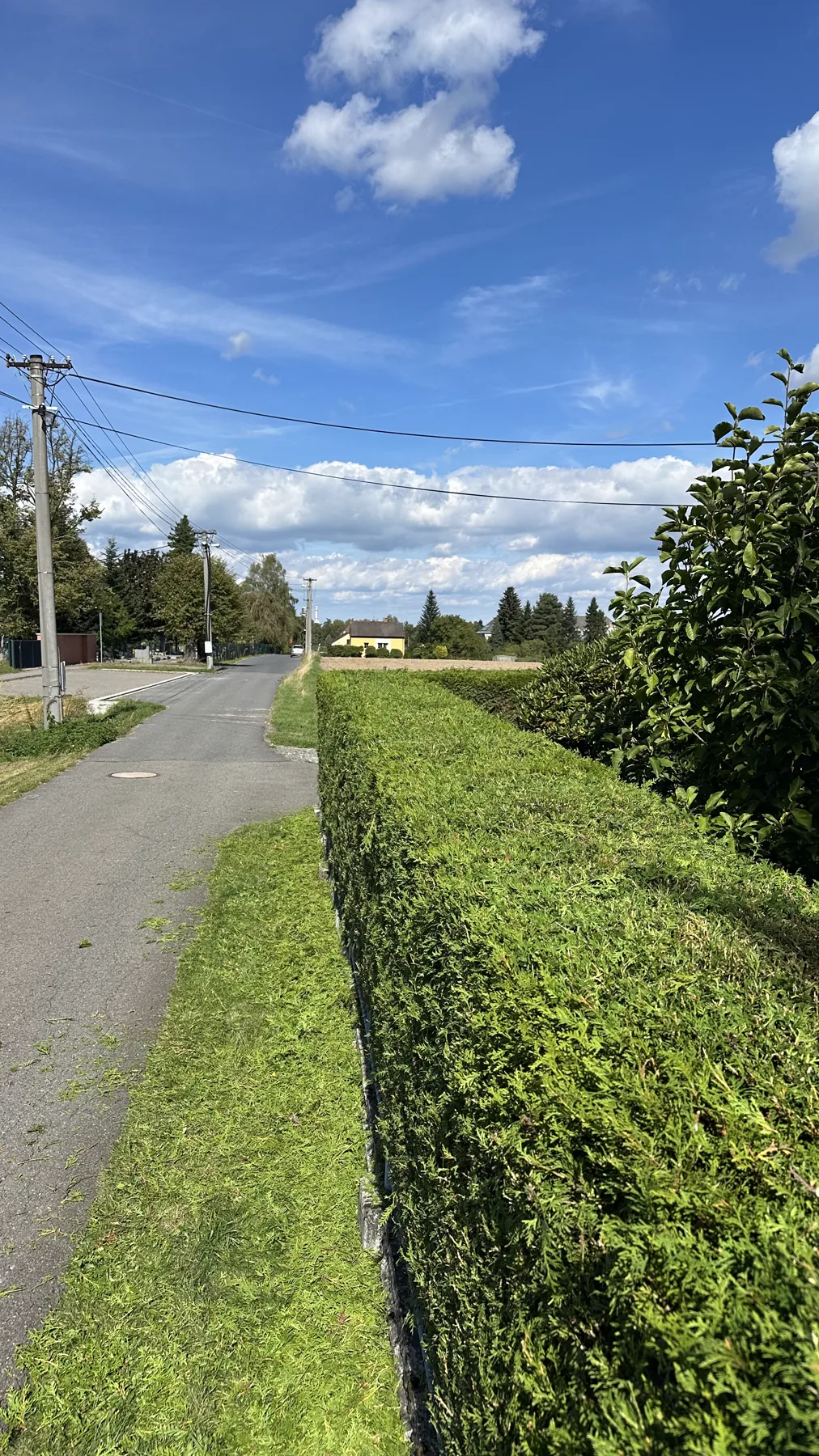 Živý plot po zastřižení do roviny